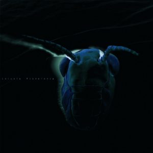 locusta-migratoria