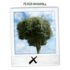 Peter HAMMILL remonte dans les arbres